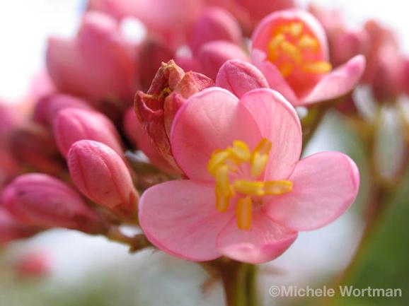 Michele Wortman - Pink Flowers