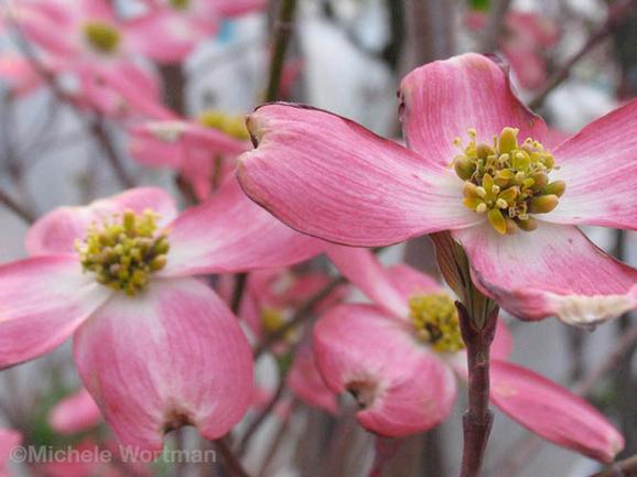 Michele Wortman - Pink Flowers