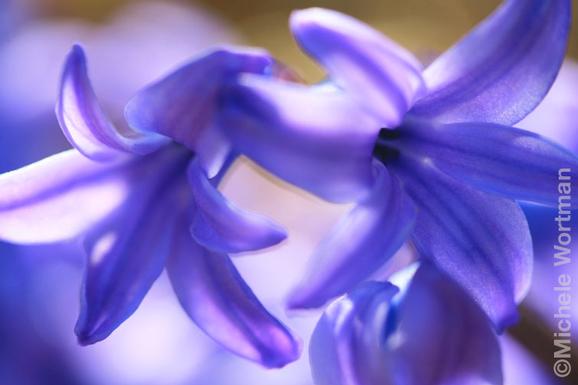 Michele Wortman - Purple Flowers