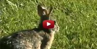 Trippy The Rabbit video
