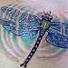 tattoo galleries/ - Dragonfly Ripple
