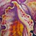 tattoo galleries/ - Flower - 29476