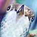 Art Galleries - Humming Bird - 36592