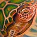 tattoo galleries/ - Turtle Bodyset