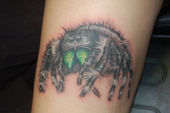 Ben Rettke - Bold Jumping Spider