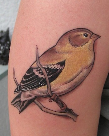 Shawn Hebrank - Little Goldfinch