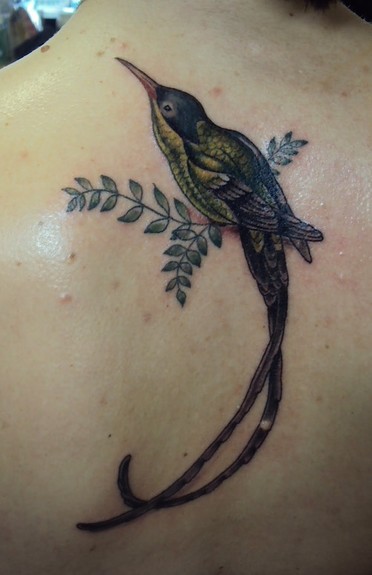 Shawn Hebrank Bird Tattoo