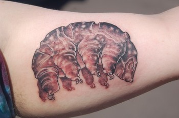 Shawn Hebrank - A Tardigrade. 