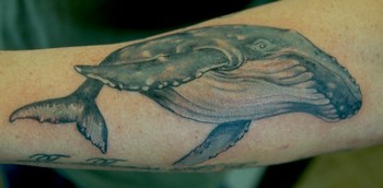 Shawn Hebrank - Blue Whale