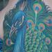 Tattoos - Peacock - 67742