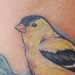 Tattoos - Bird on an Apple Branch - 49458