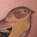 Tattoos - Little Goldfinch - 41967