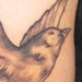tattoo galleries/ - Book Carried by Bird - 32780