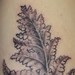 Tattoos - Ferns - 52635