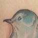 Knitting Catbird Tattoo Design Thumbnail
