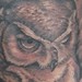 Tattoos - Owl in Hollow Tree - 40599