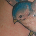 tattoo galleries/ - Songbirds - 27081