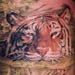 Tattoos - Jungle tiger tattoo - 26810