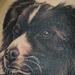 tattoo galleries/ - Border Collie Dog Tattoo - 58576