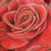 Tattoos - Color Rose Tattoo - 61091