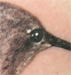 tattoo galleries/ - Hummingbird - 18125