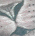 tattoo galleries/ - Lion