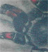 tattoo galleries/ - Spider
