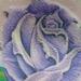 tattoo galleries/ - Color Rose Tattoo - 60492
