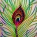 tattoo galleries/ - Peacock feather