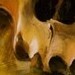 tattoos/ - Skull # 5