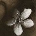 tattoos/ - Hannya & Cherry Blossoms
