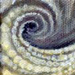 Tattoos - Texture Study 2 - 29198