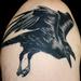 Tattoos - Black and grey Crow  - 74922