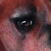 tattoos/ - Boxer portrait - 36175