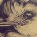 White throated magpie Original Art Design Thumbnail