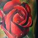 Rose Tattoo Thumbnail
