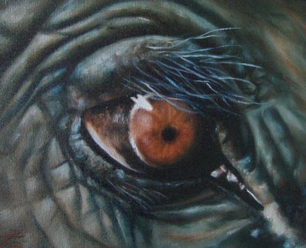 Tattoos - Elephant eye - 24047