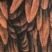 tattoo galleries/ - Pelican  - 62734