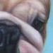 Tattoos - Bullodog  - 57201
