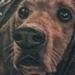 Tattoos - Basset Hound Portrait - 70156