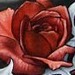 Tattoos - Medusa - 38264