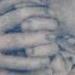Tattoos - C. J. Laughlin  - 57181