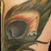 tattoo galleries/ - maria's peacock feather