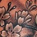 Tattoos - Koi fish and cherry blossoms tattoo - 43478