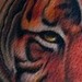 Tattoos - Custom Tiger Tattoo - 47368