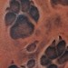 Tattoos - Paw Prints Tattoo - 49920