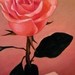 Tattoos - Pink Rose - 49919