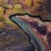 tattoo galleries/ - Brain Coral Tattoo