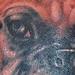 Tattoos - Boxer Dog Tattoo - 62014
