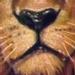 Tattoos - Lion Tattoo - 67198